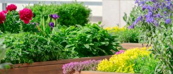 garden beds with flowers and plants
