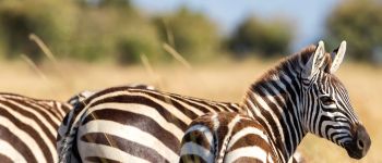 a zebra with black and white stripes