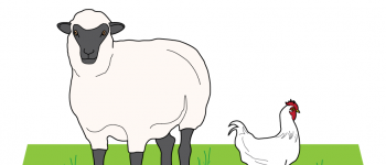 A drawing of a sheep and a chicken